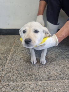 제주 동물보호센터_450650202301777