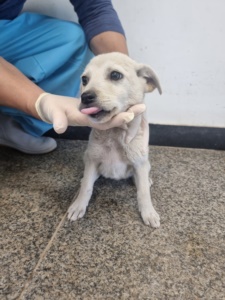 제주 동물보호센터_450650202301776