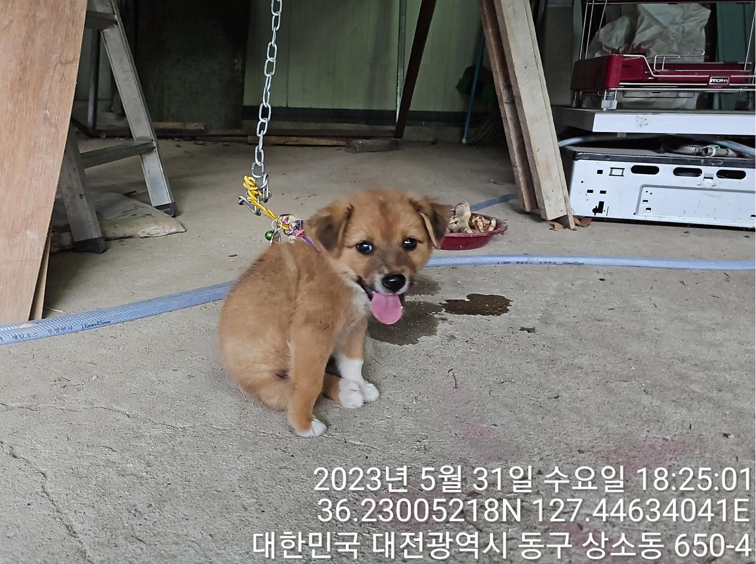 대전동물보호센터_430364202300177