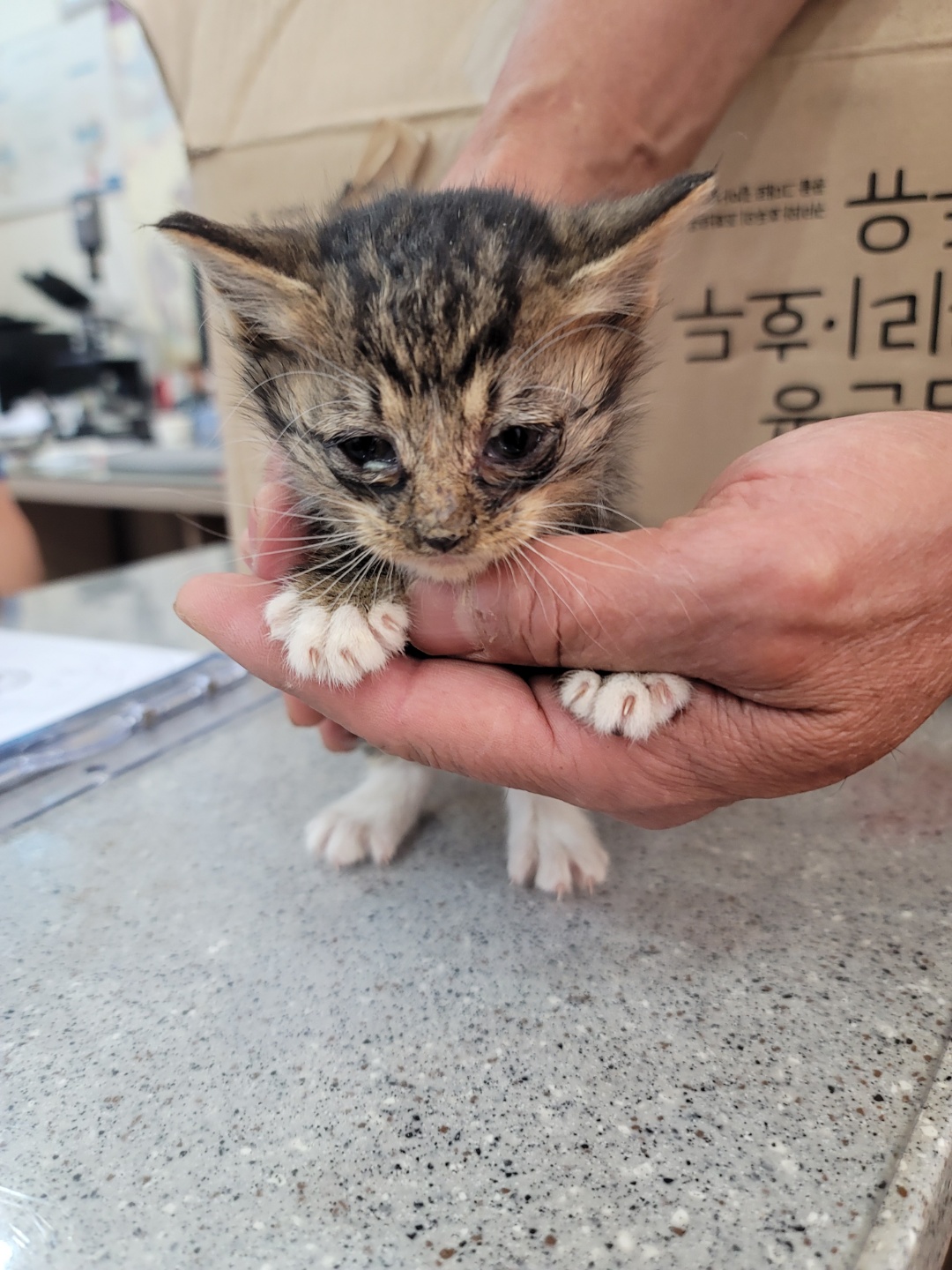 증평 가정견 훈련소_443445202300349
