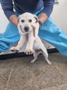 제주 동물보호센터_450650202301780