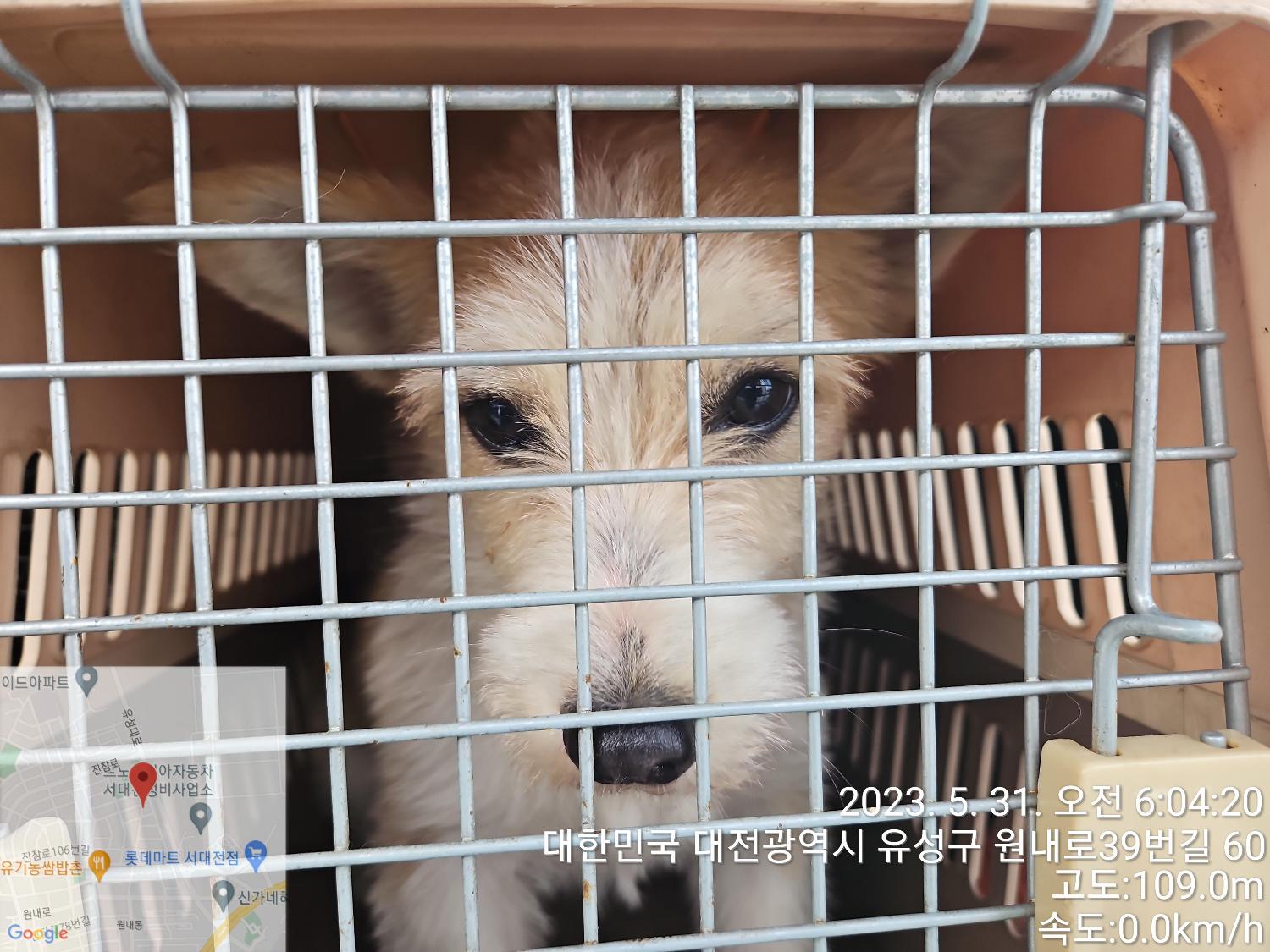 대전동물보호센터_430367202300322