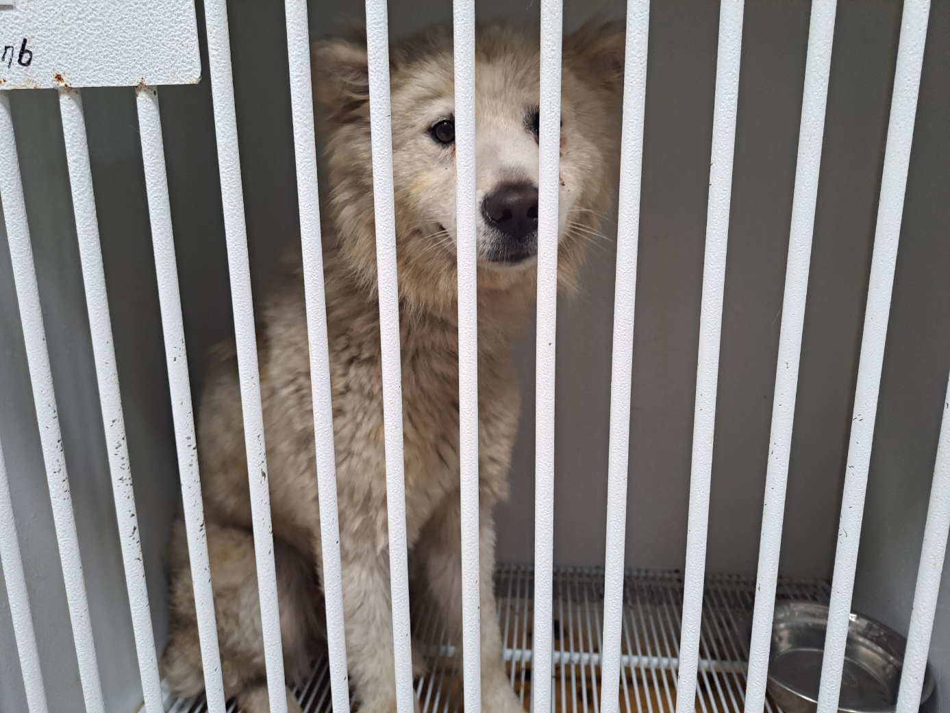 울산유기동물보호센터_431373202300566