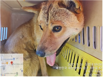 대전동물보호센터_430365202300259