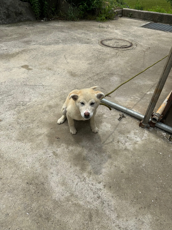 이성준동물병원_441408202300643