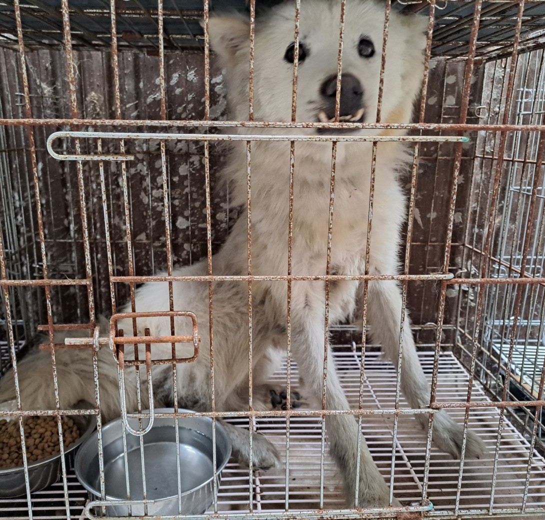 울산유기동물보호센터_431373202300565
