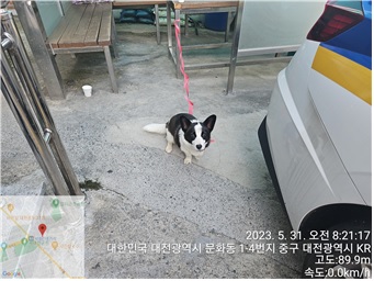 대전동물보호센터_430365202300257