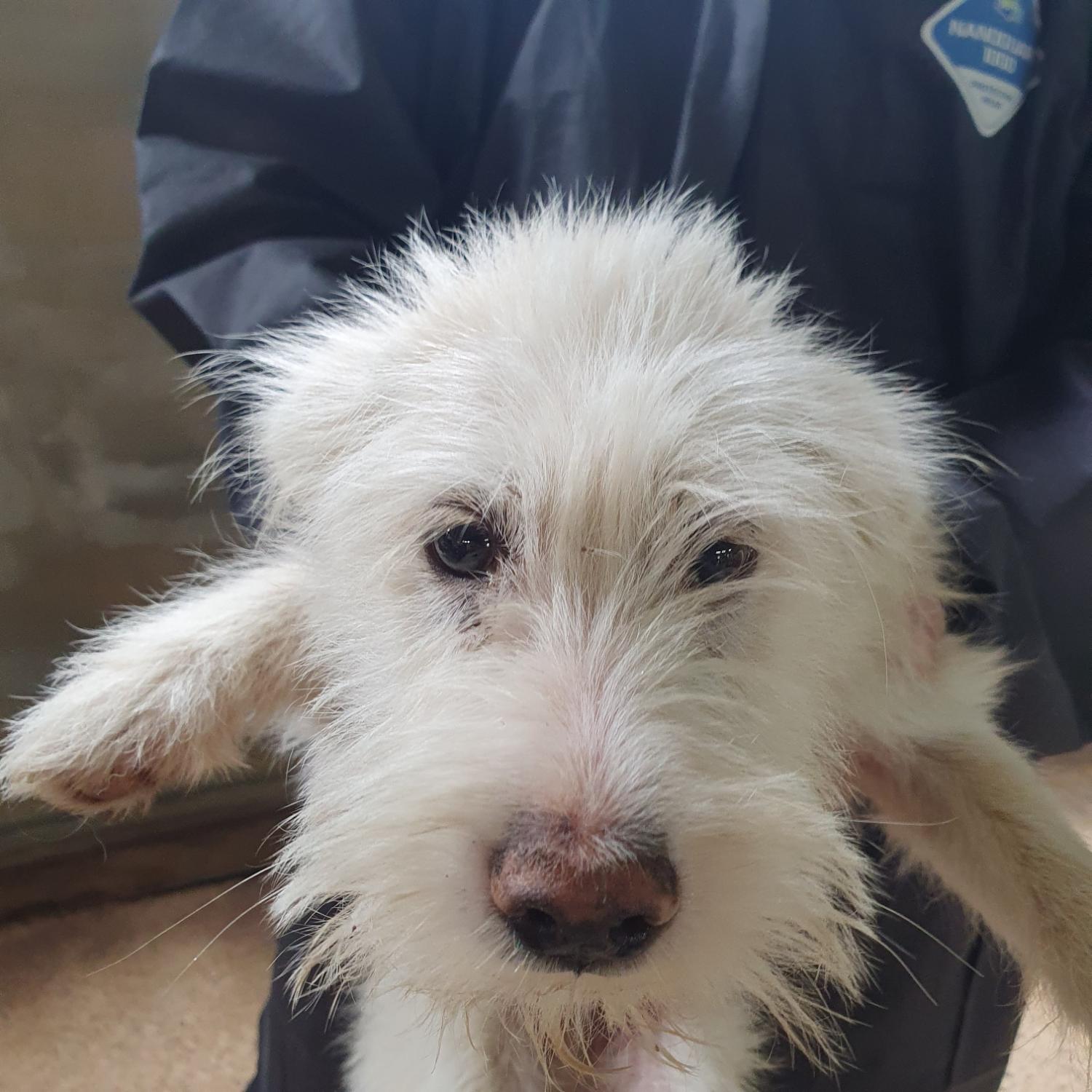 구미시 동물보호센터_447508202300723