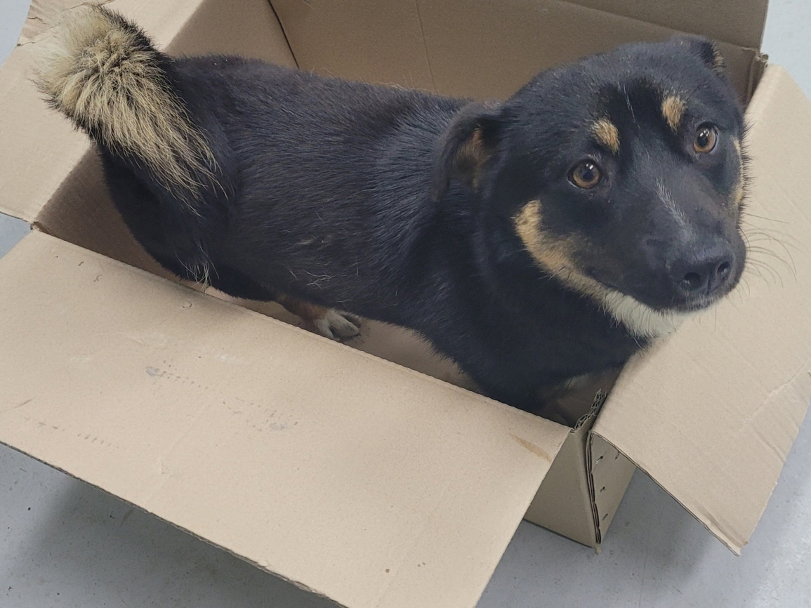 해남유기동물보호센터_446493202300117