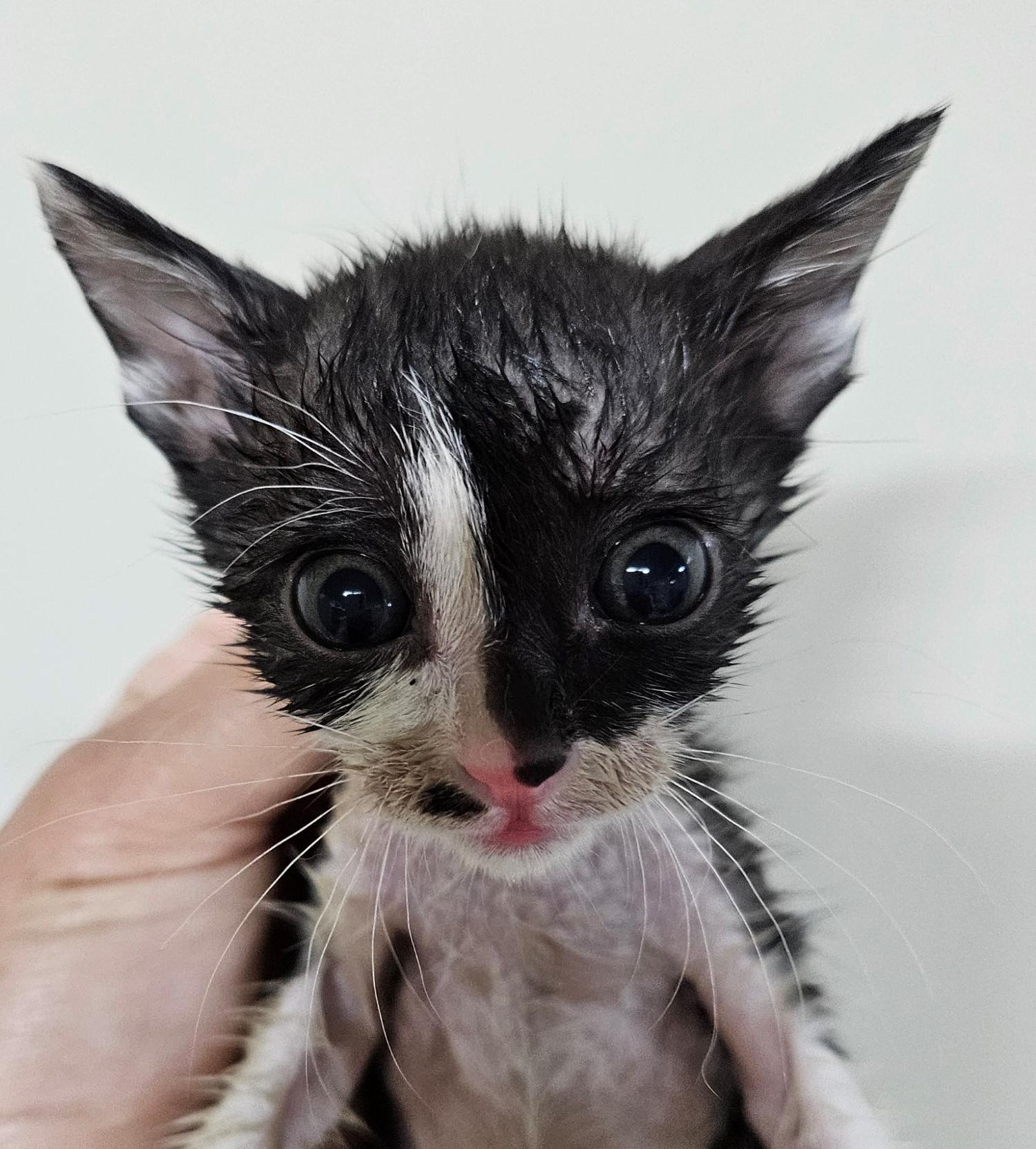 대구유기동물보호협회_427347202300467