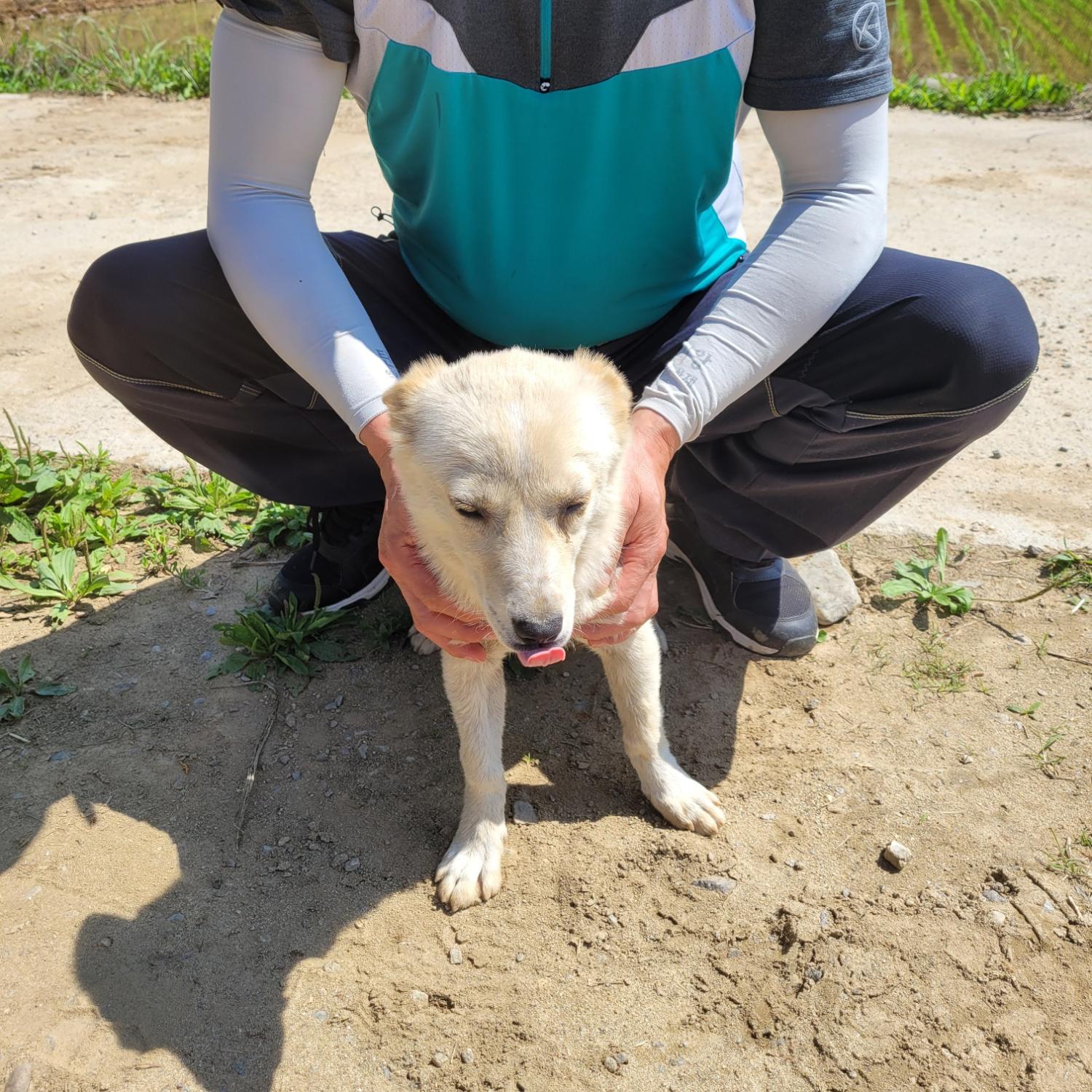 홍천군유기동물보호소_442425202300305