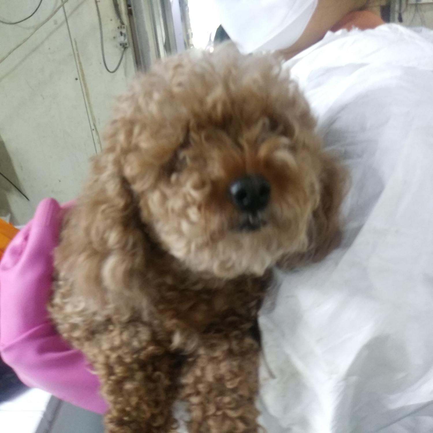 인천광역시수의사회_428353202300721