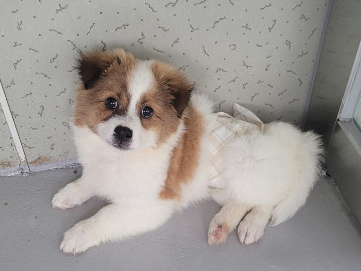 해남유기동물보호센터_446493202300116