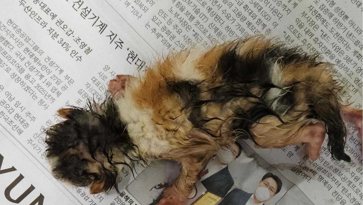 대구유기동물보호협회_427345202300364