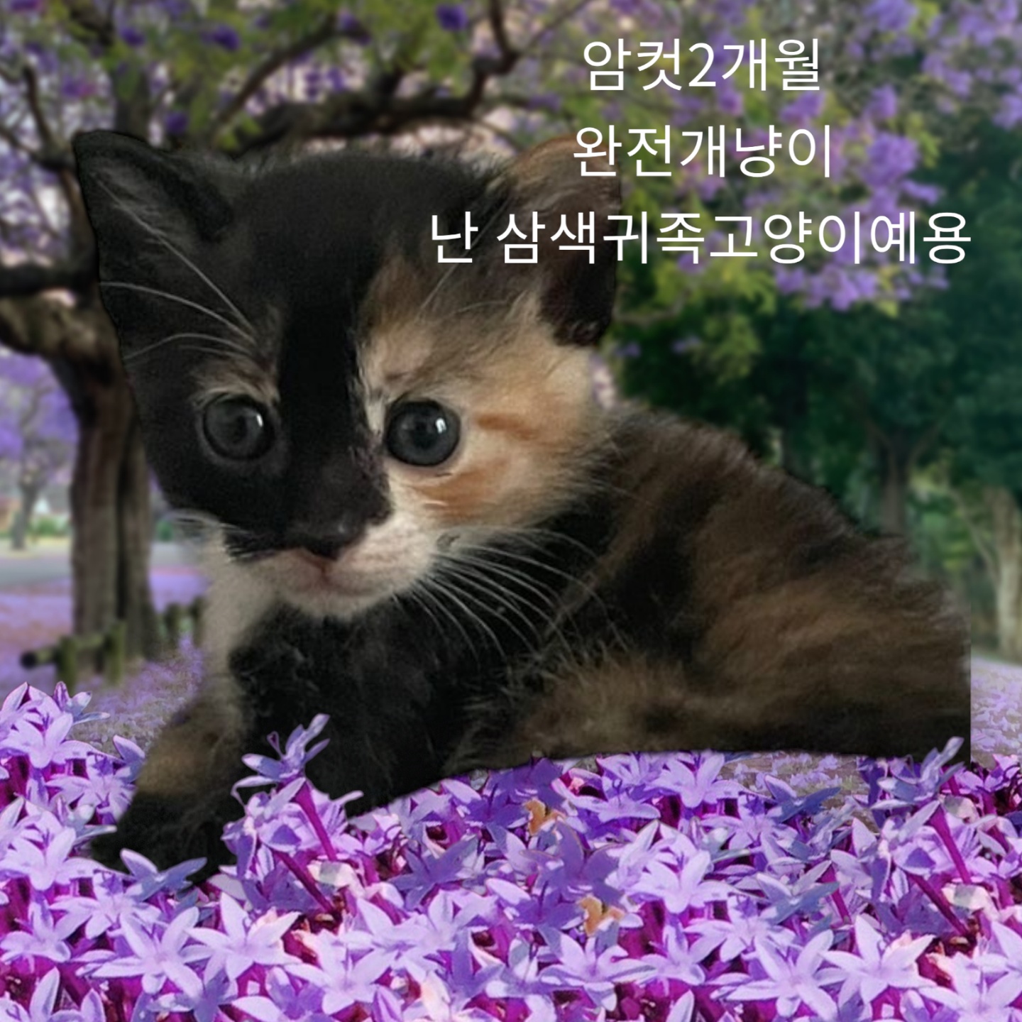 [고양이] 한국 고양이 경북-성주-2023-00158 유기동물 배경 이미지 입니다.