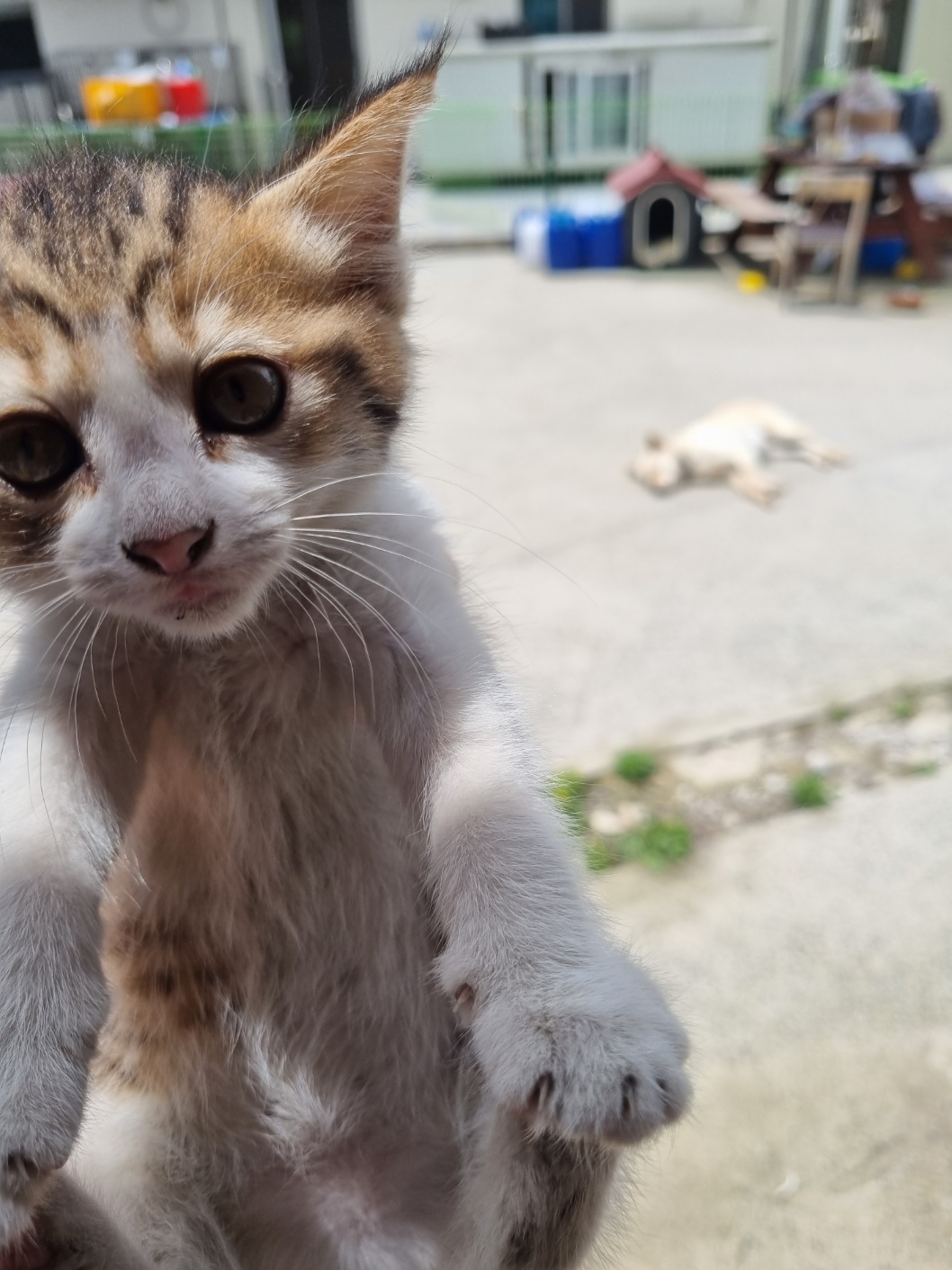 밀양시동물보호센터_448536202301198
