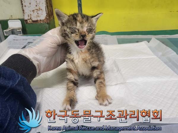 한국동물구조관리협회_441560202300695