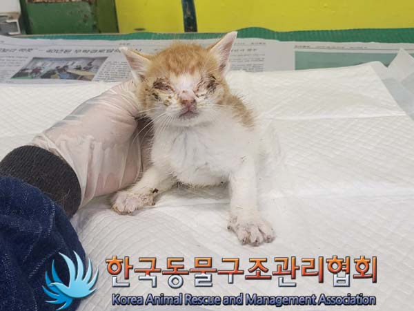 한국동물구조관리협회_441560202300697