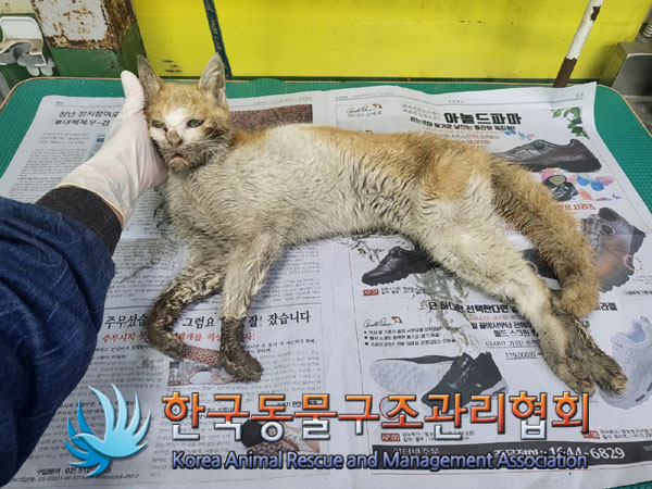 한국동물구조관리협회_441560202300698