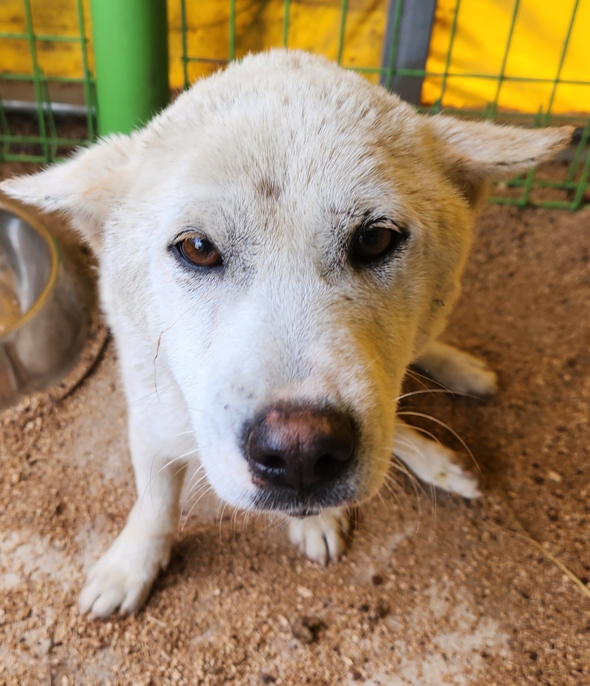 강진군 유기견 보호소_446492202300019