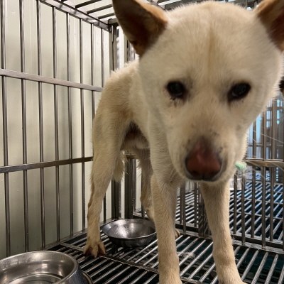 누리동물병원_426340202300137