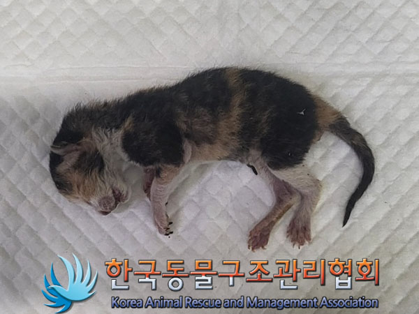 한국동물구조관리협회_411323202300522
