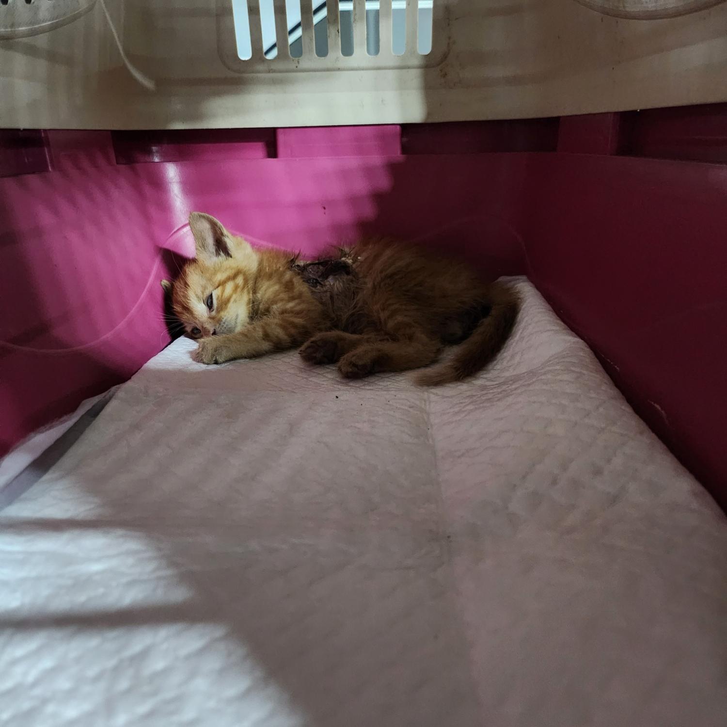 부산동물보호센터_426326202300249