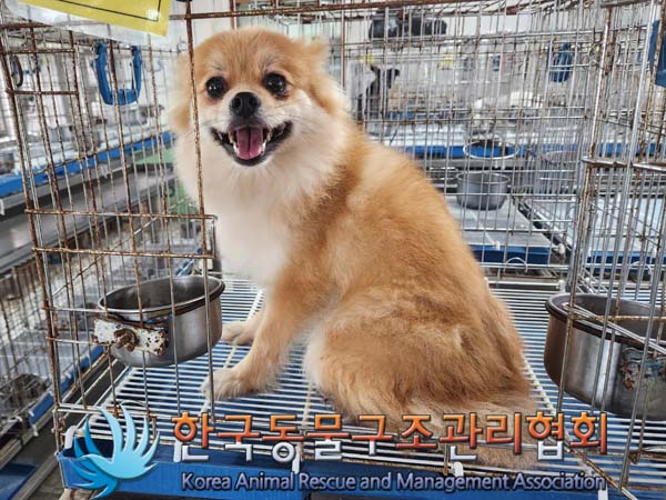 한국동물구조관리협회_441382202300383