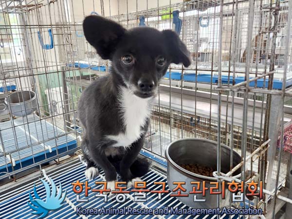 한국동물구조관리협회_411305202300281