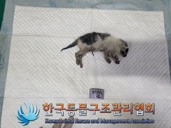 한국동물구조관리협회_441382202300385