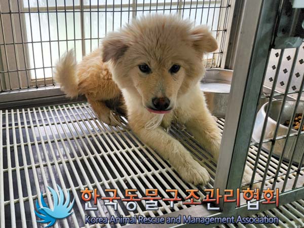 한국동물구조관리협회_441409202300885