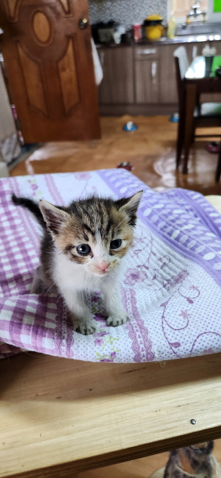 익산유기동물보호소_445468202301199
