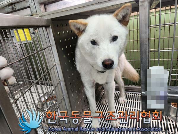 한국동물구조관리협회_411300202300182