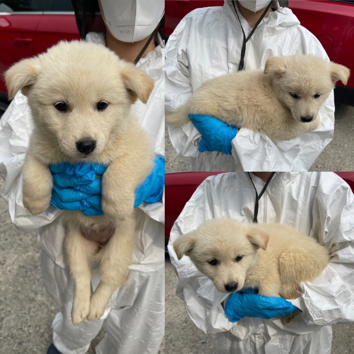 당진시동물보호소_444568202300492
