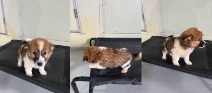 부산동물보호센터_426325202300160