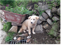 하나동물병원_445470202300468