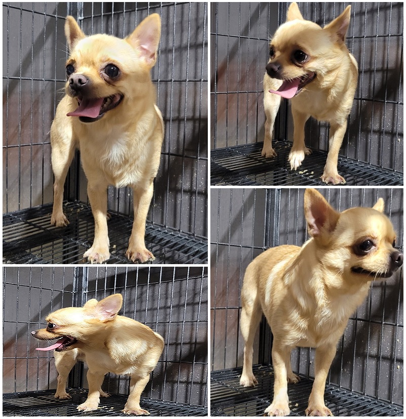 무안군유기동물보호소_446495202300131