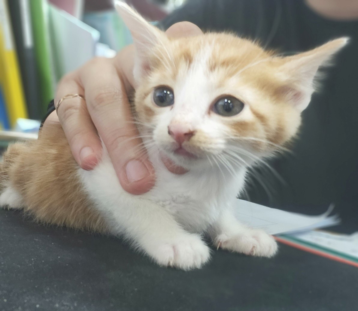 울산유기동물보호센터_431369202300356