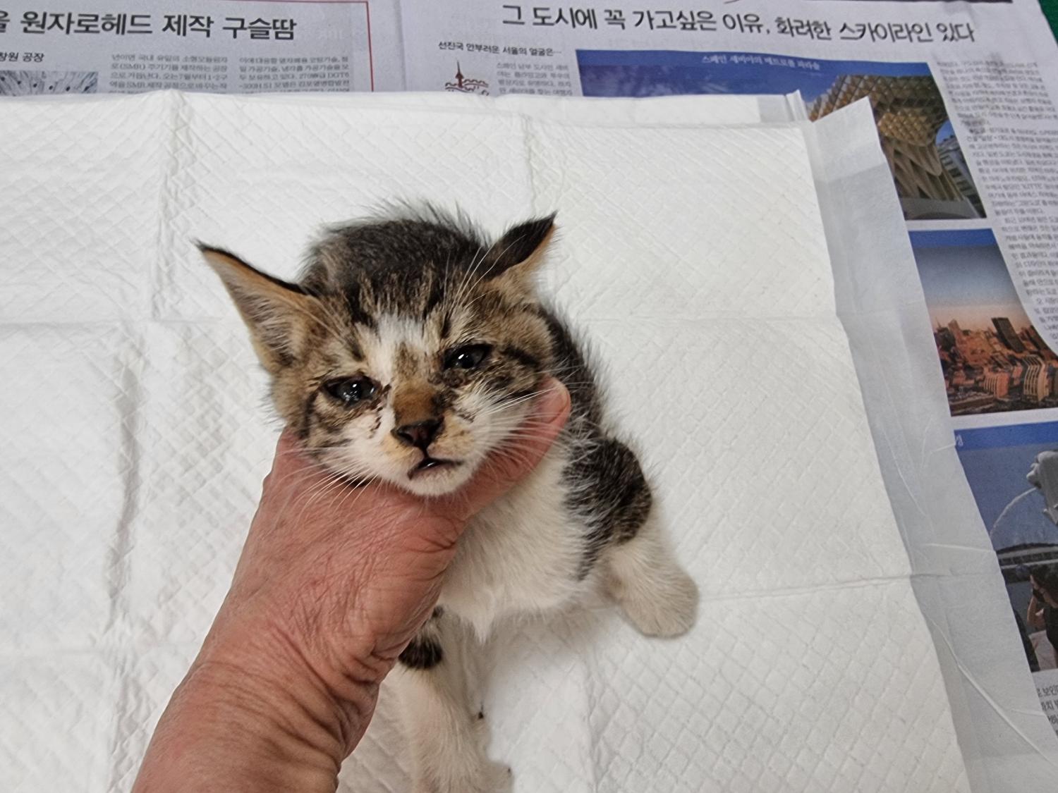 경동동물병원_428349202300458