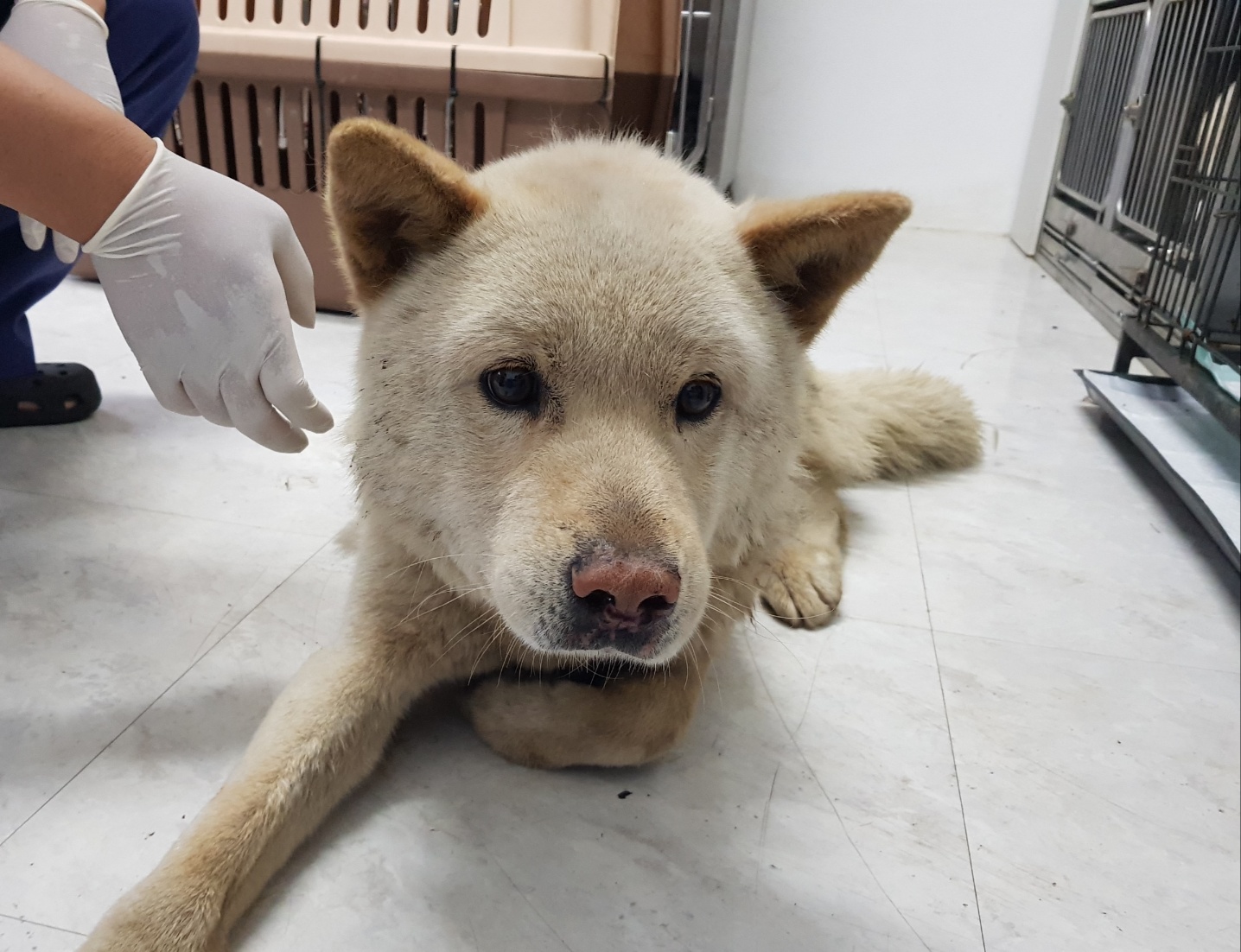 광주TNR동물병원송정_441554202300920