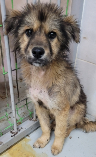 영천유기동물보호센터_447510202300156