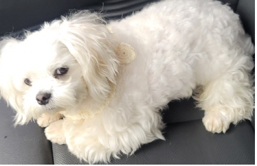 영천유기동물보호센터_447510202300162