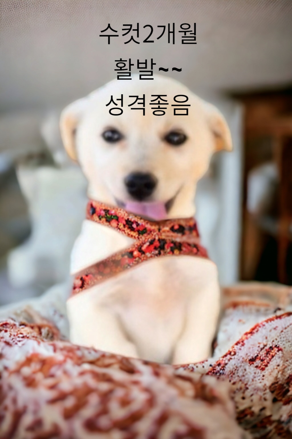 성주유기동물보호센터_447521202300190