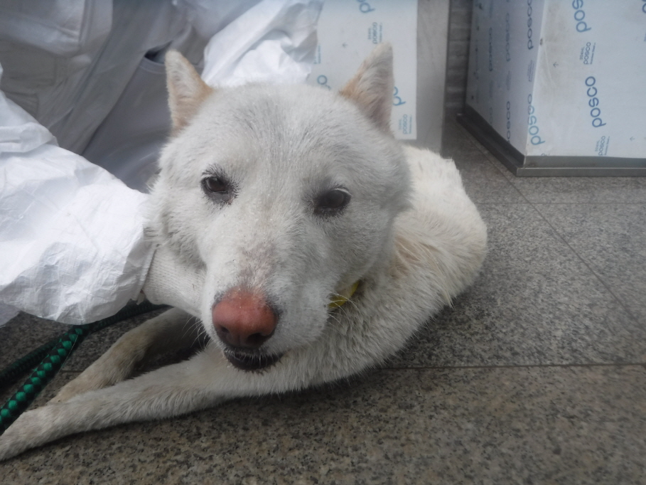 제주 동물보호센터_450650202301812