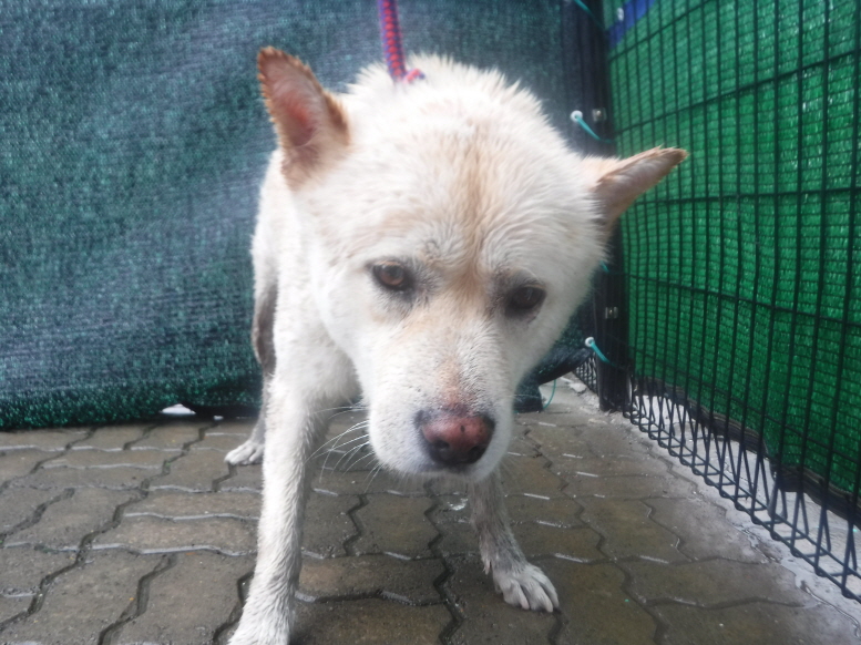 제주 동물보호센터_450650202301811