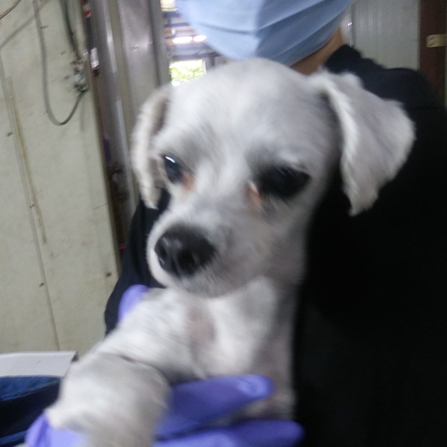 인천광역시수의사회_428352202300206