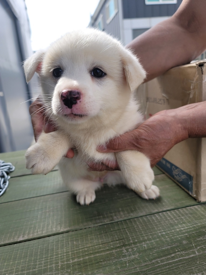 괴산증평동물보호센터_443446202300223