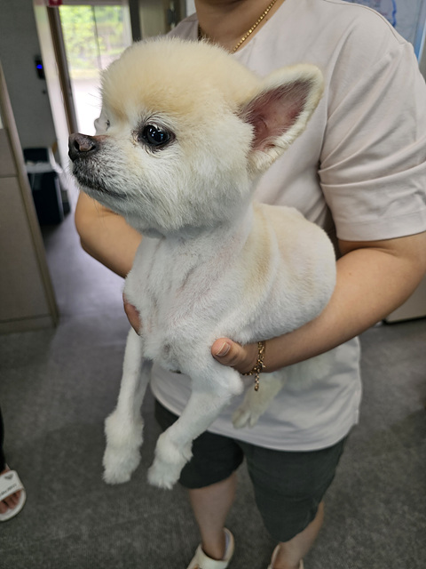 정읍시 동물보호소_445469202300836