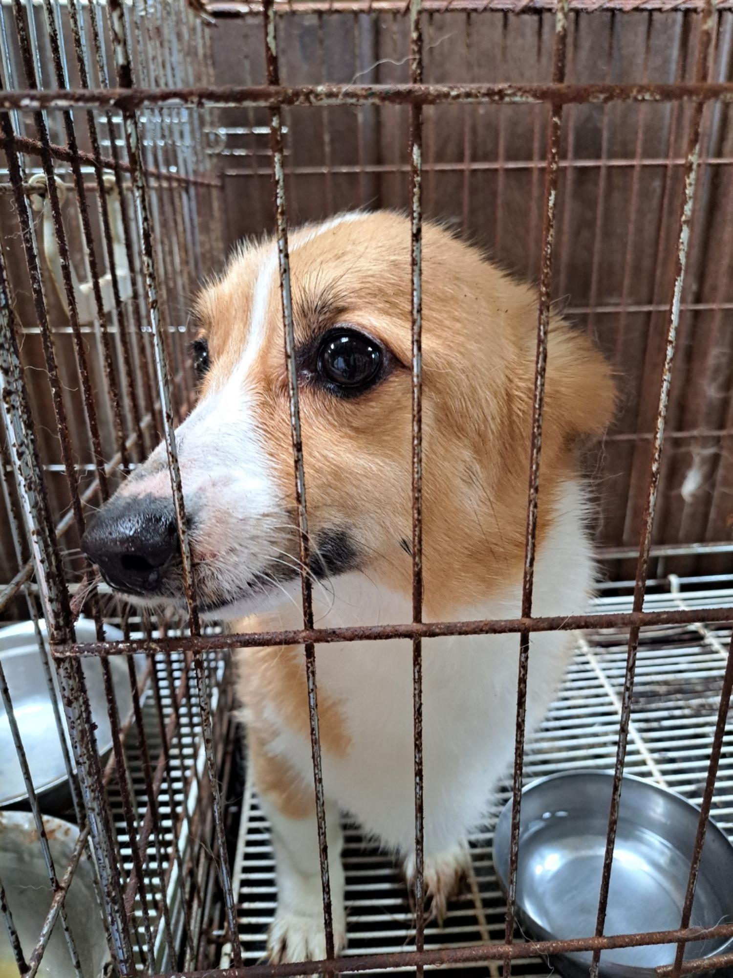 울산유기동물보호센터_431370202300485