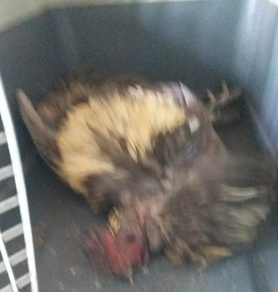 대구유기동물보호협회_427345202300370